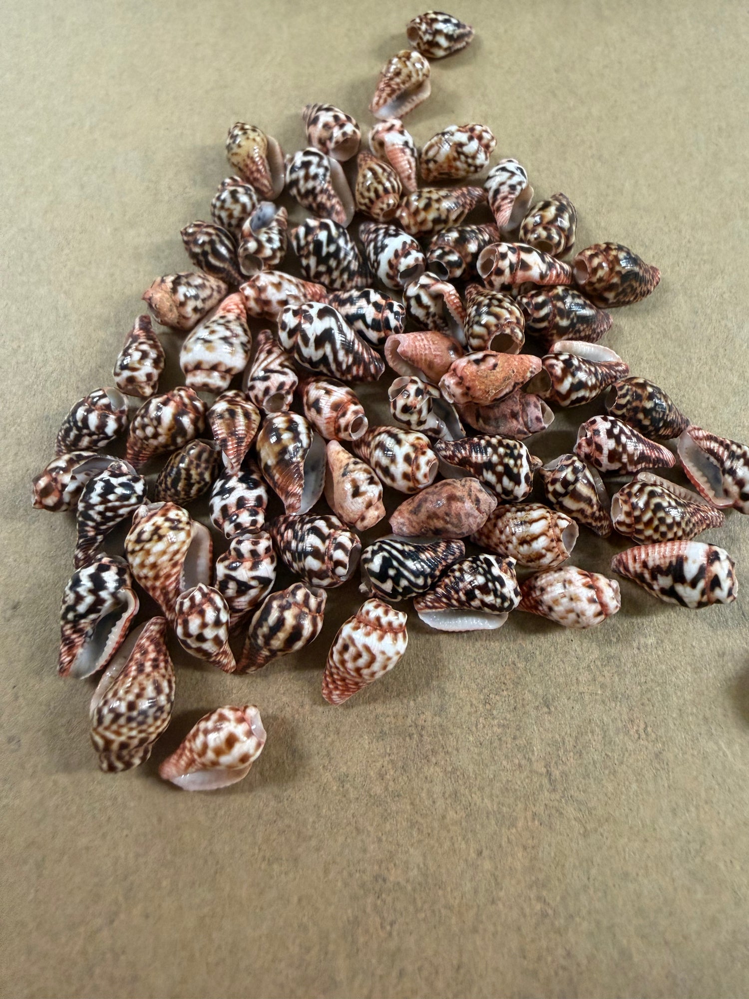 Spiral Cone Shells